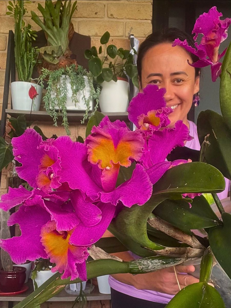 Finding the Perfect Cattleya Orchid, and How to Cultivate and Care for It