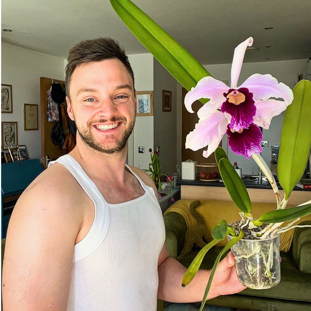 Finding the Perfect Cattleya Orchid, and How to Cultivate and Care for It