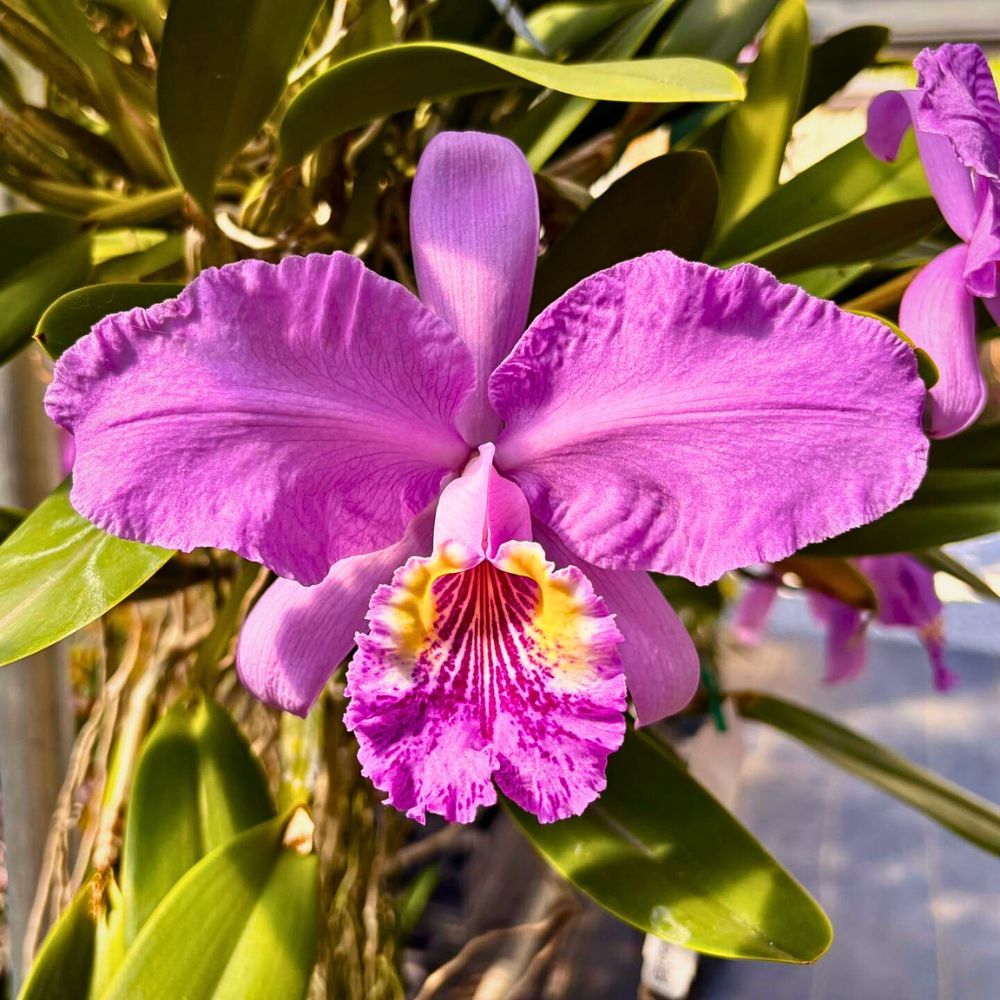 Chadwick & Son Orchids Offers You Some of the Most Ideal Cattleya Orchids