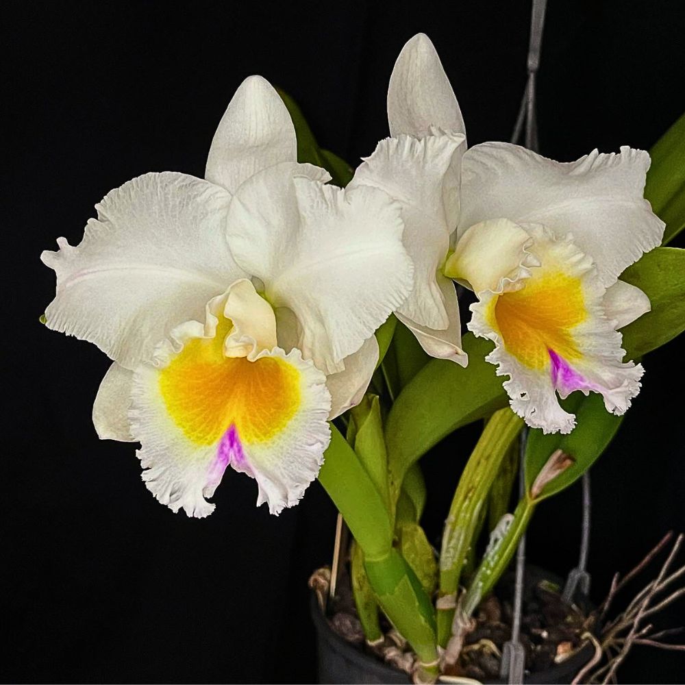 Finding the Perfect Cattleya Orchid, and How to Cultivate and Care for It