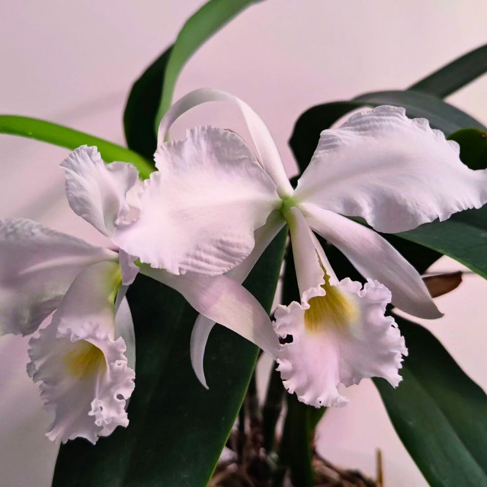 Finding the Perfect Cattleya Orchid, and How to Cultivate and Care for It