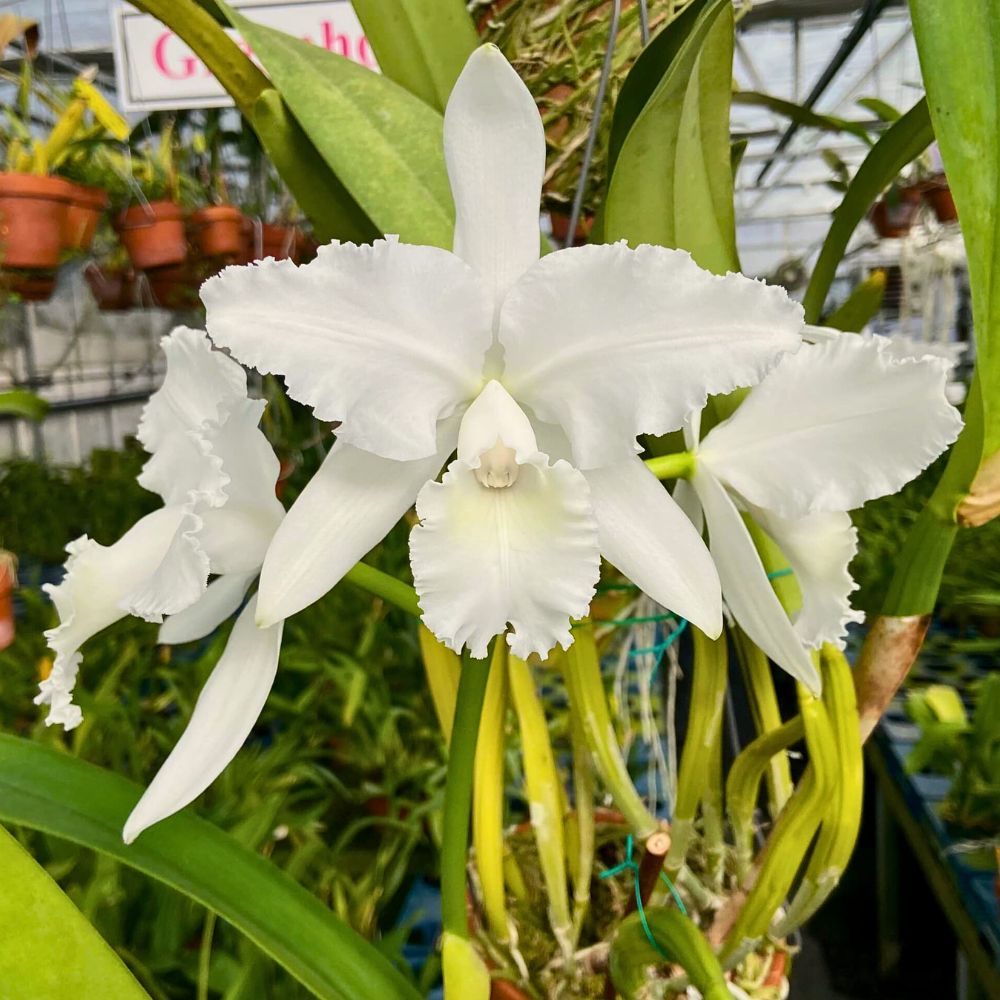 Chadwick & Son Orchids Offers You Some of the Most Ideal Cattleya Orchids