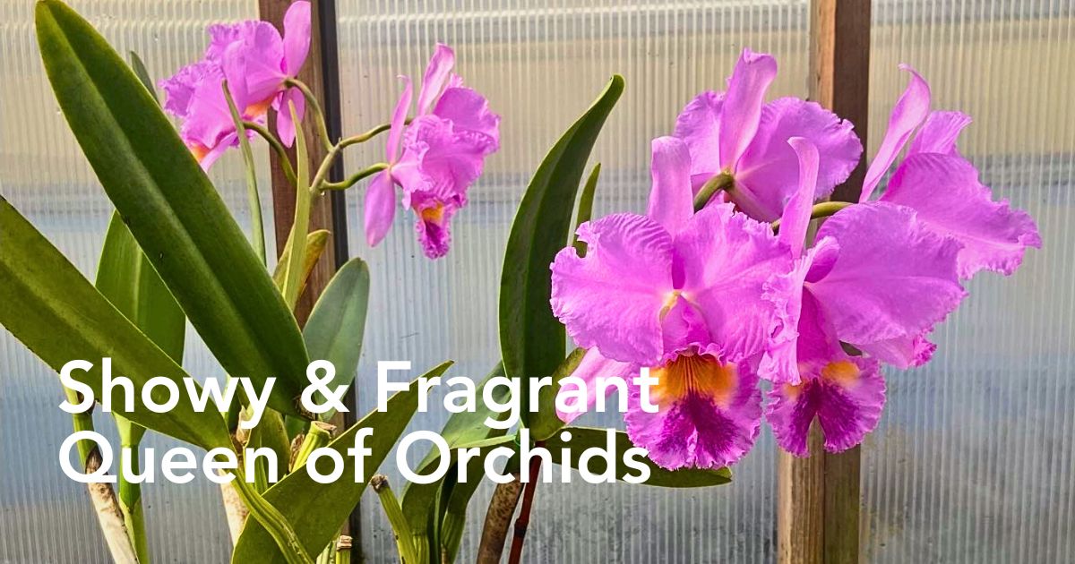 Chadwick & Son Orchids Offers You Some of the Most Ideal Cattleya Orchids