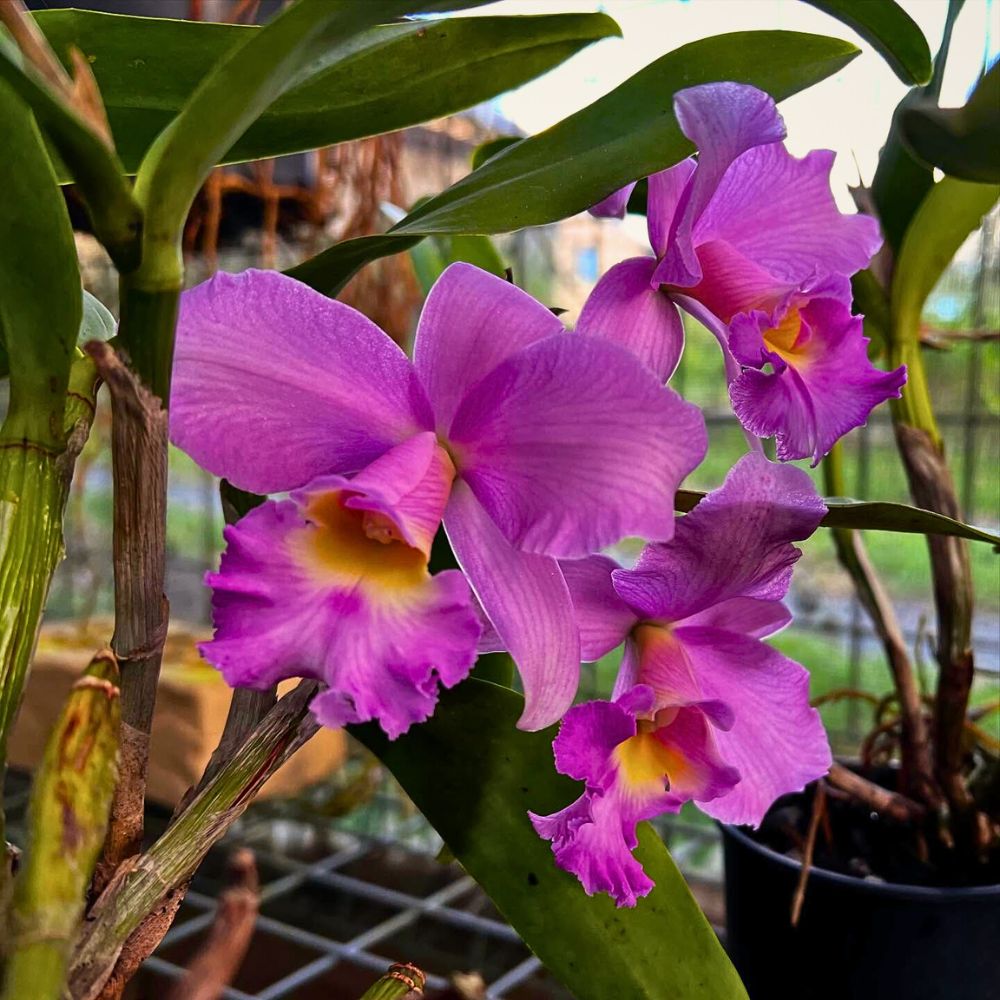 Chadwick & Son Orchids Offers You Some of the Most Ideal Cattleya Orchids