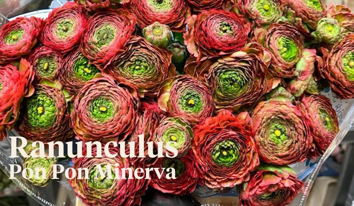 Peter van Delft weekly Menu - Ranunculus Pon Pon Minerva