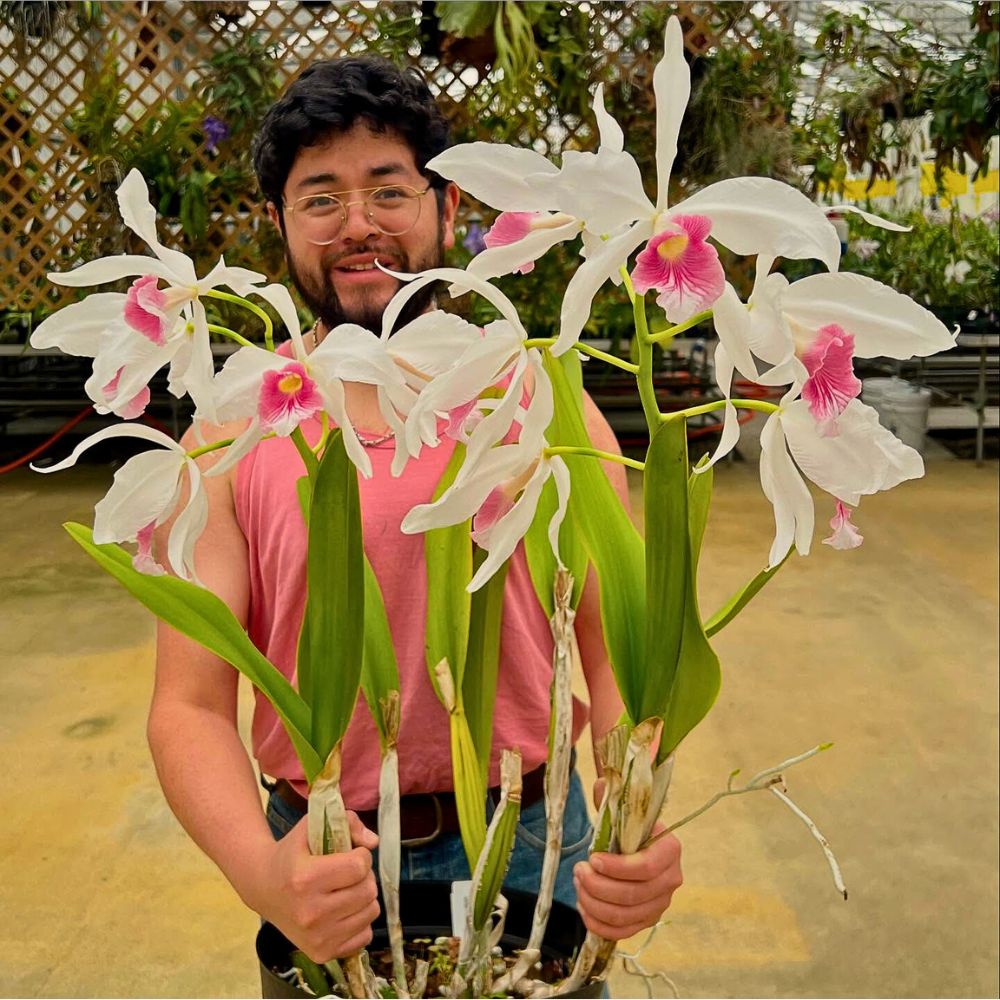 Chadwick & Son Orchids Offers You Some of the Most Ideal Cattleya Orchids