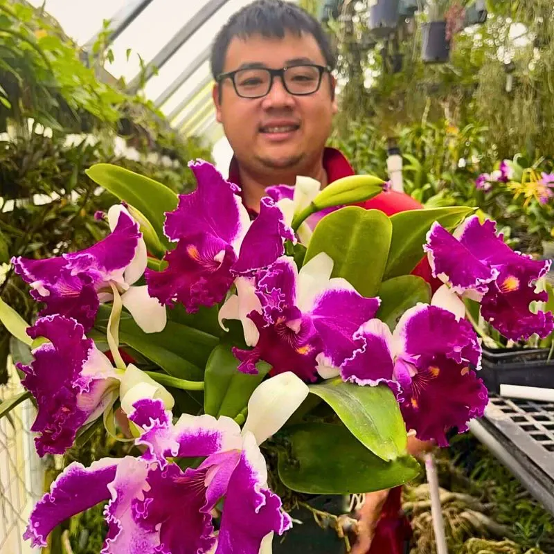 Chadwick & Son Orchids Offers You Some of the Most Ideal Cattleya Orchids