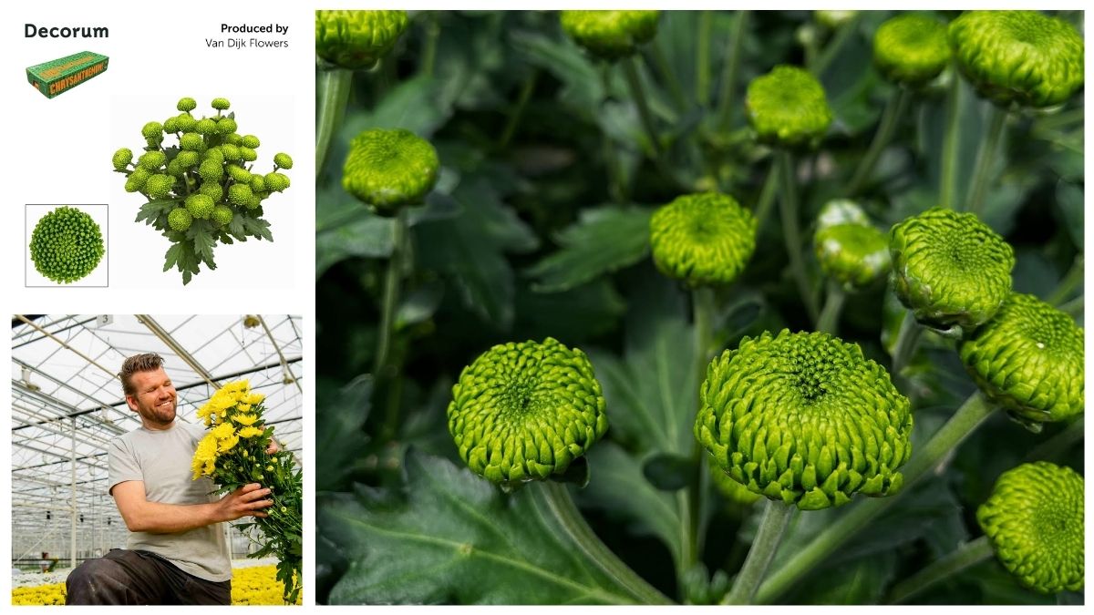 Spray Chrysanthemum Deligreen by van Dijk Flowers Spray Chrysanthemum Deligreen by van Dijk Flowers