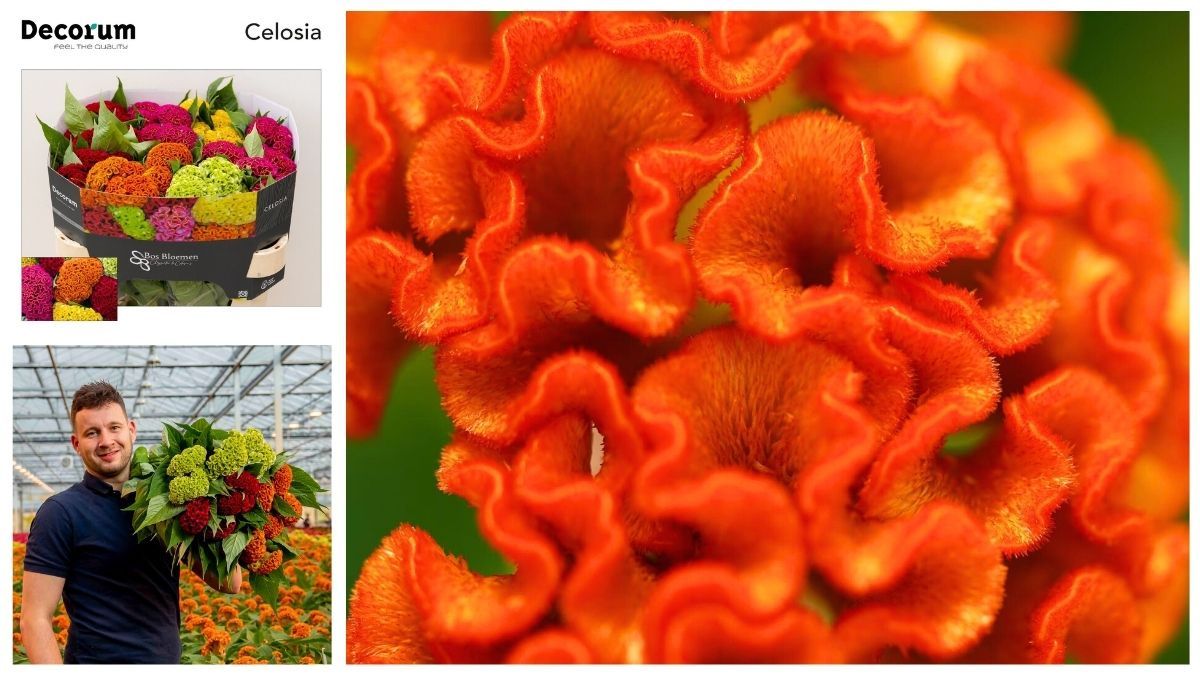 Celosia mix by Kwekerij Bosbloemen
