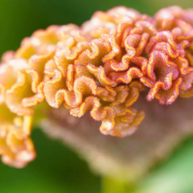 Celosia by Kwekerij Bos bloemen in Decorum