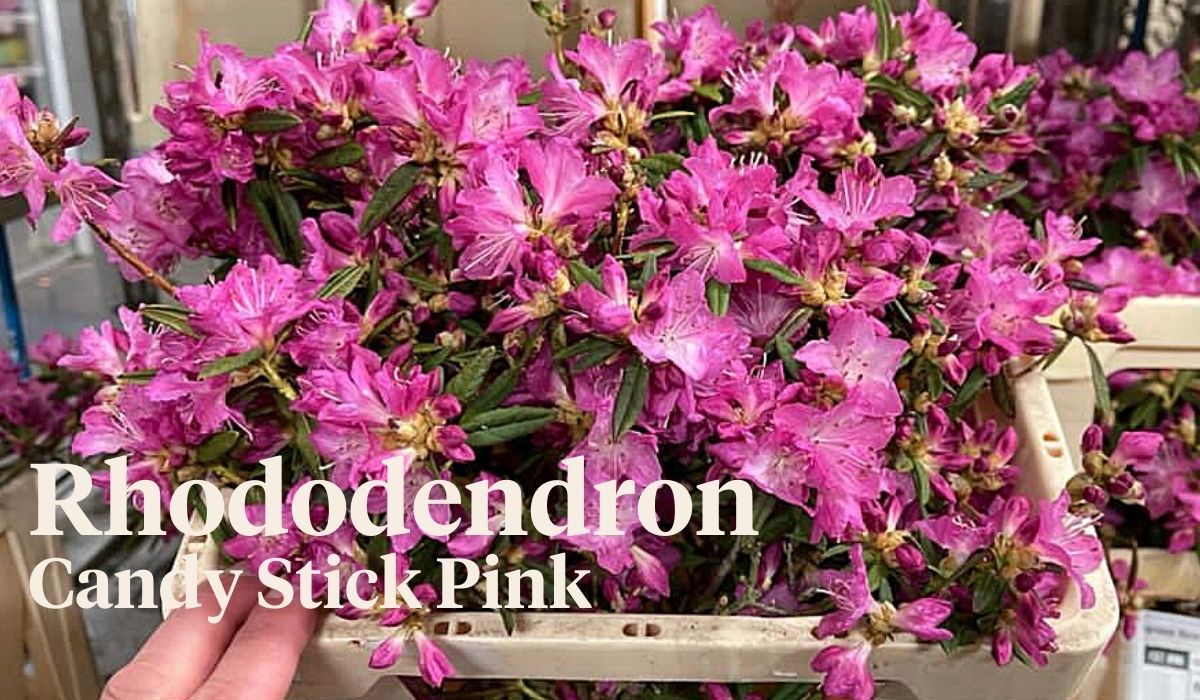 Peter van Delft weekly Menu - Rhododendron