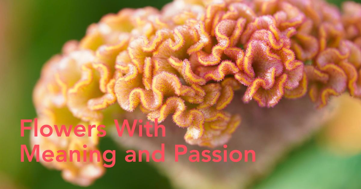 Celosia by Kwekerij Bos bloemen in Decorum