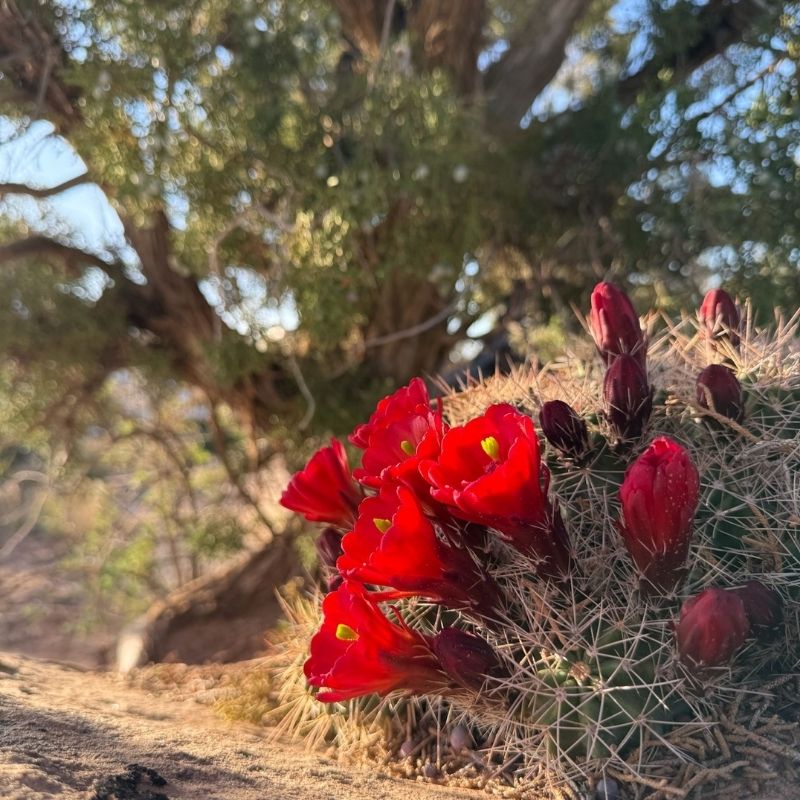 Peter Ault Blog 1 Cactus blooming outside