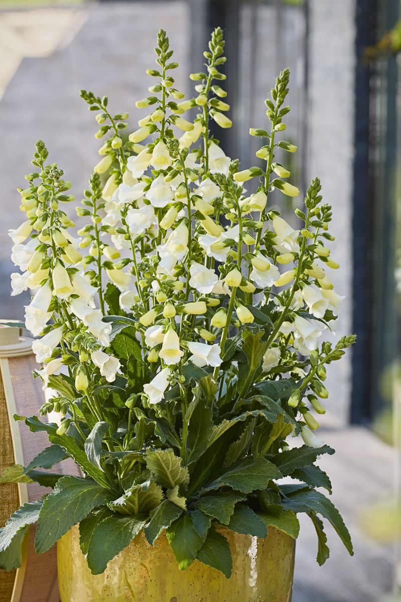 Award-winning Digitalis Hanabee Fleurostar 2025