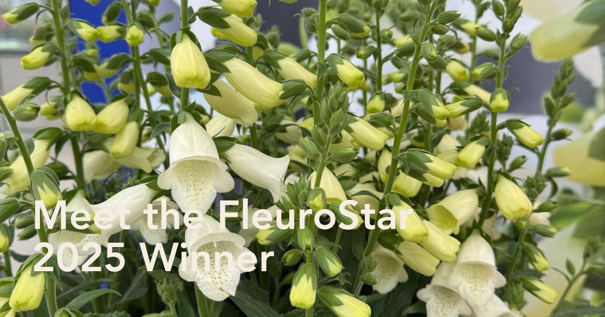 FleuroStar Award 2025 Winner Digitalis Hanabee