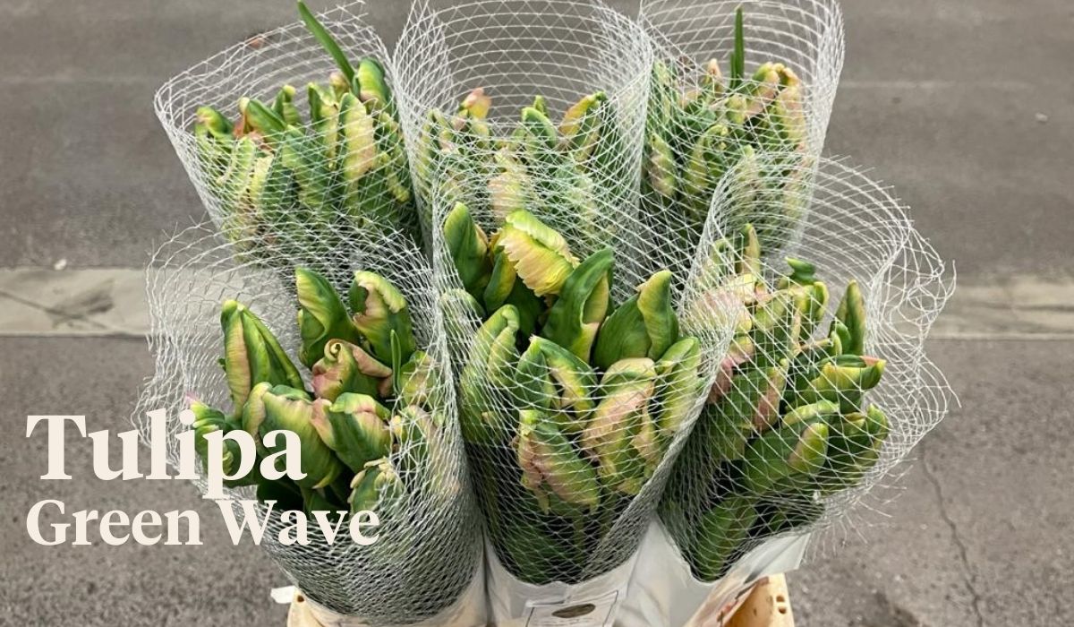 Peter van Delft weekly Menu - Tulipa Green Wave - Vita Nova