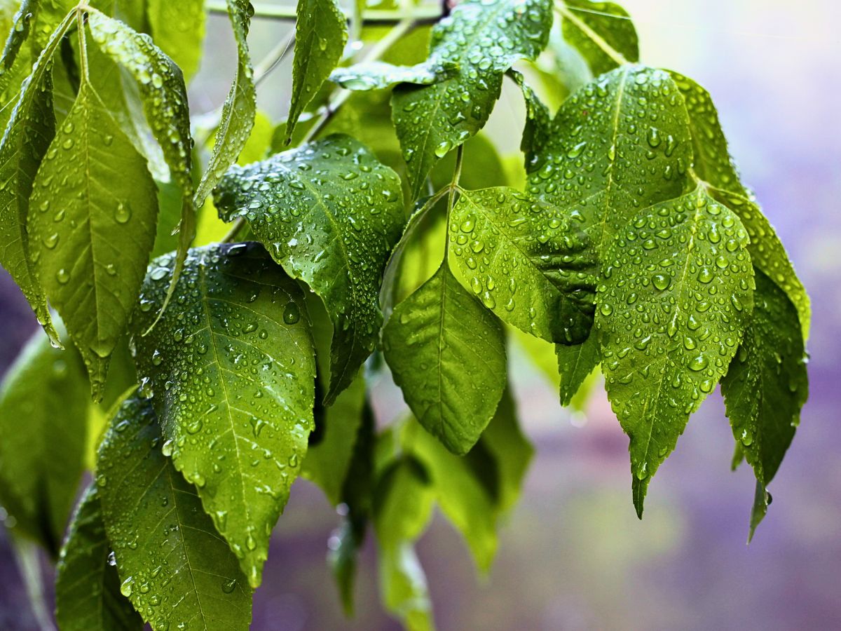 Raindrops on plant leaves Why Plants Panic When It Rains