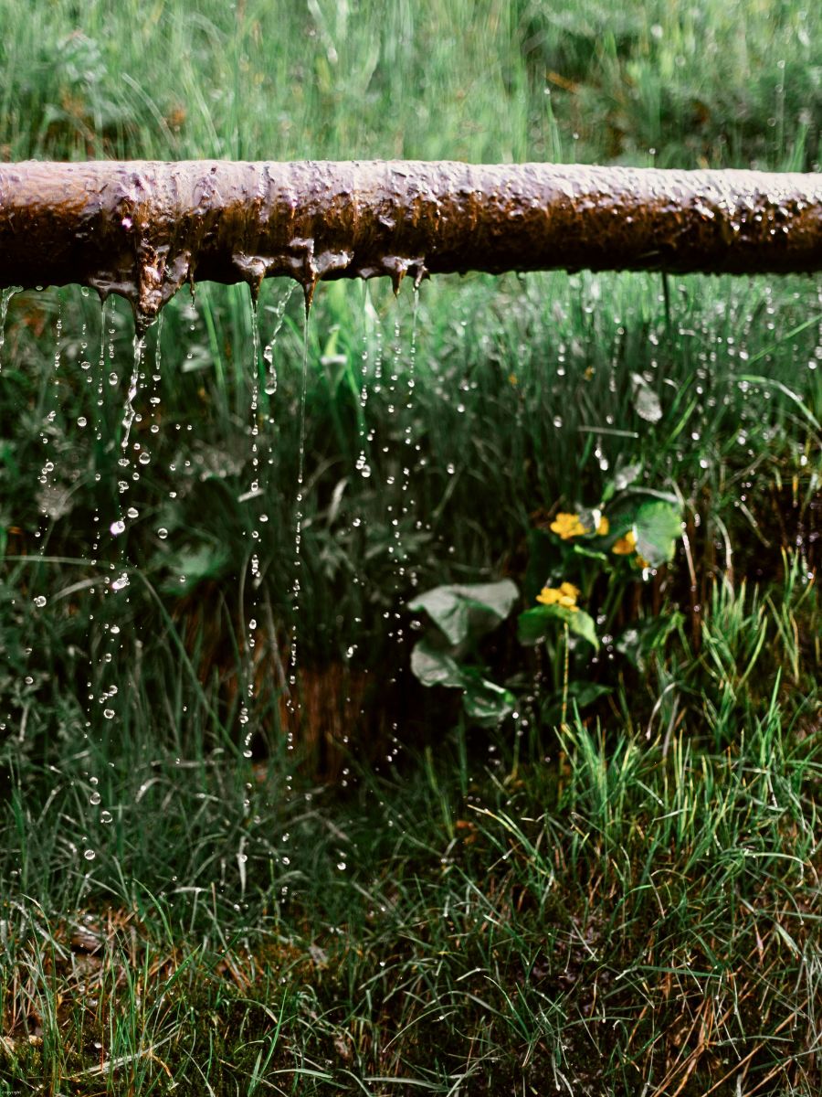 Plants underneath a pipeline Why Do Plants 'Panic'? Are There Protective Effects of Plants Panicking When It Rains?