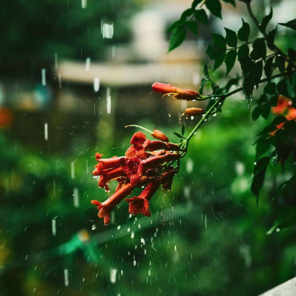 Rainfall on plants Why Plants Panic When It Rains