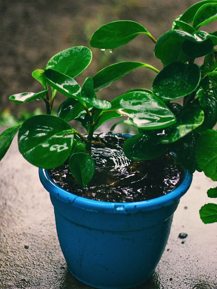 Effects of rain on plants Effects of Rain on Plants