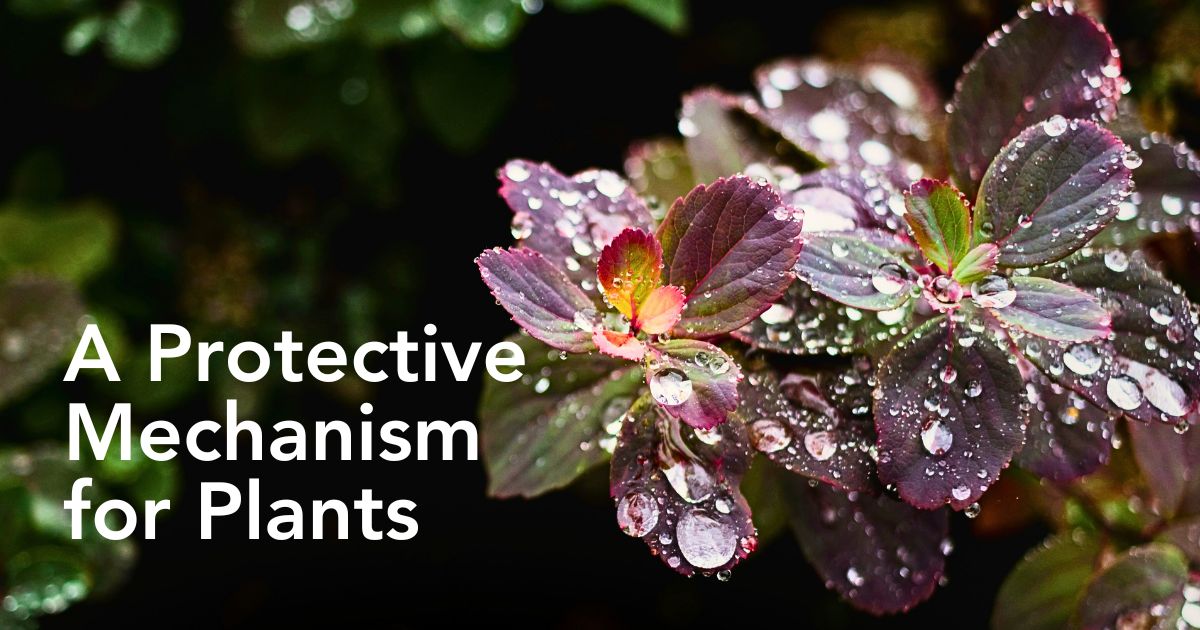 Why Plants Panic When it Rains