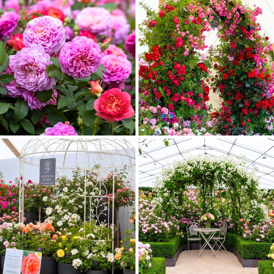 Festival of Roses at RHS Hampton Court Palace Festival of Roses at RHS Hampton Court Palace