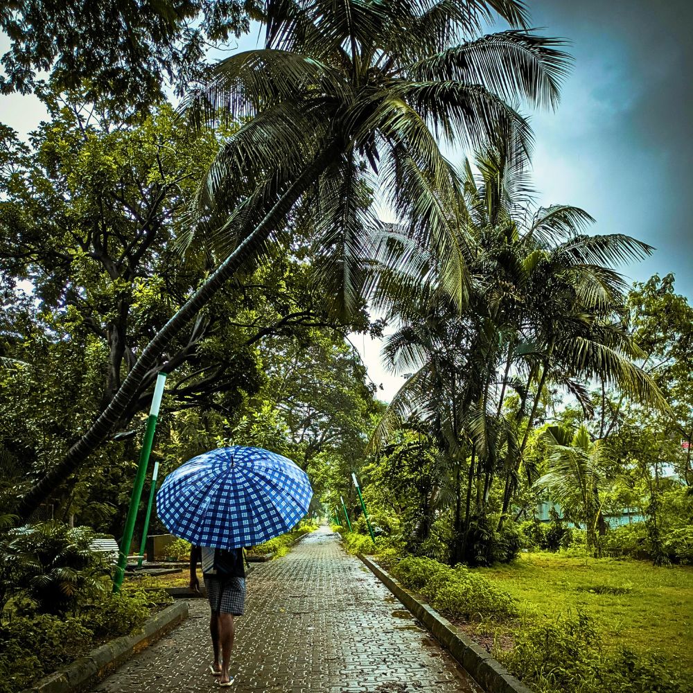 Rainy day Why Plants Panic When It Rains