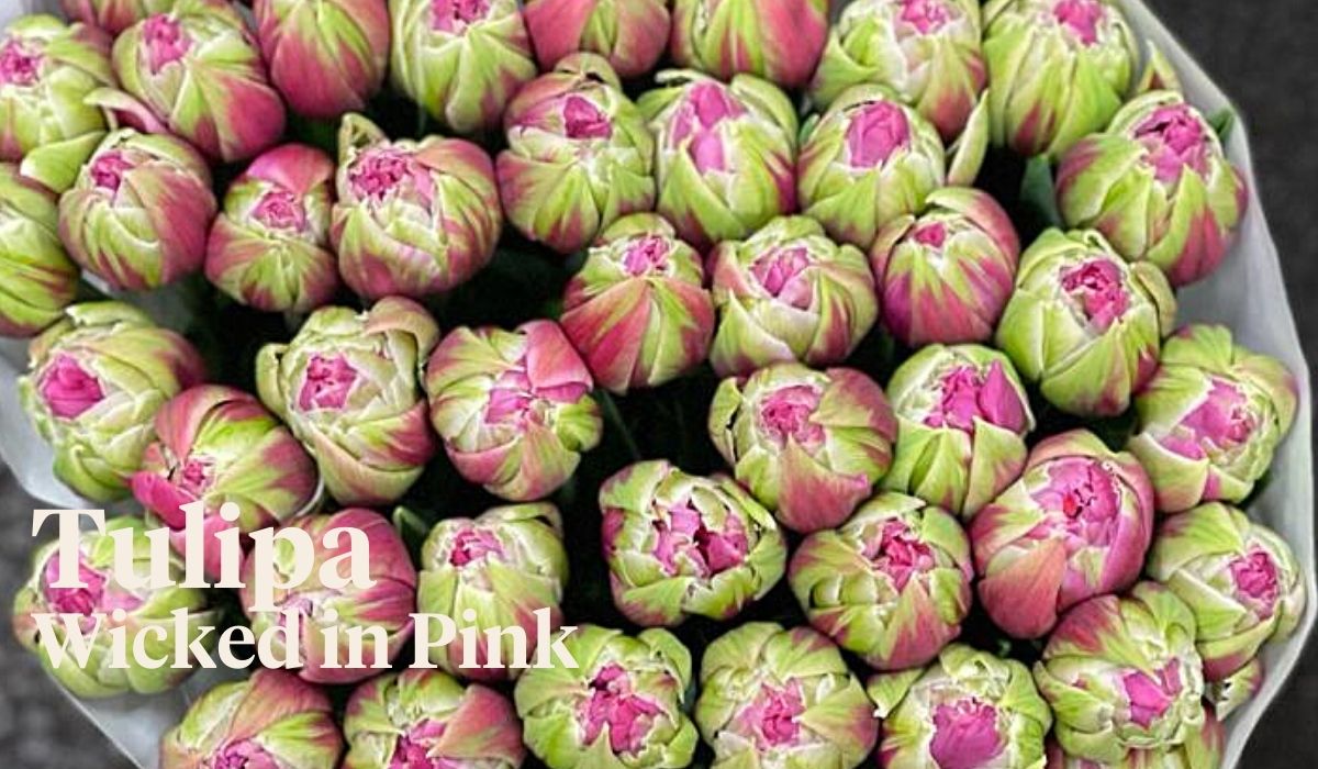 Peter van Delft weekly Menu - Tulipa Wicked in Pink - Weijers & Zn