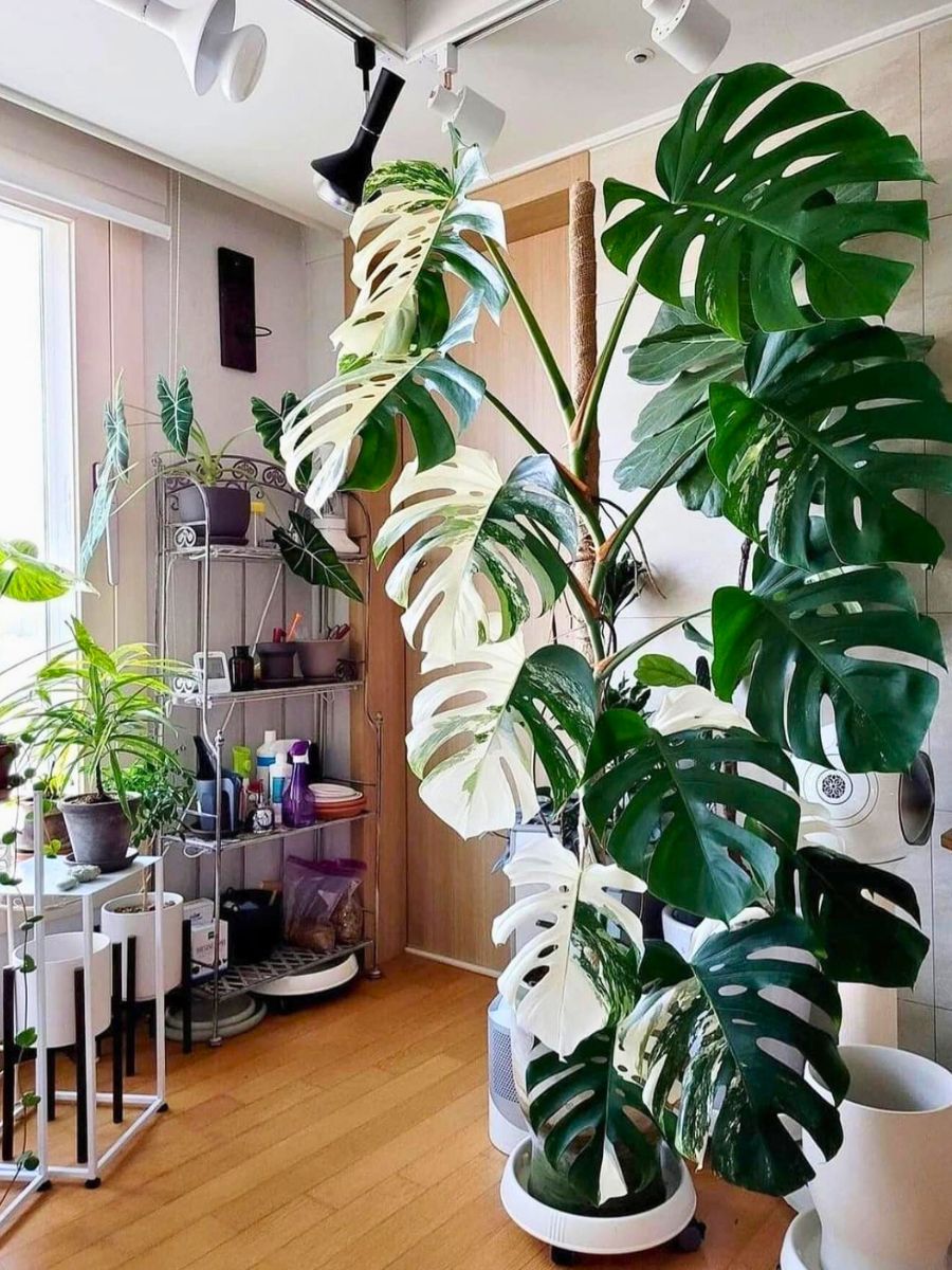 Variegated Monstera Variety is an expensive plant - variegated plants are loved by plant lovers and the plant community as most preferred indoor plants