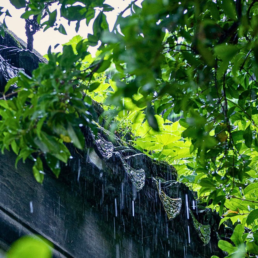 Rainfall Why Plants Panic When It Rains