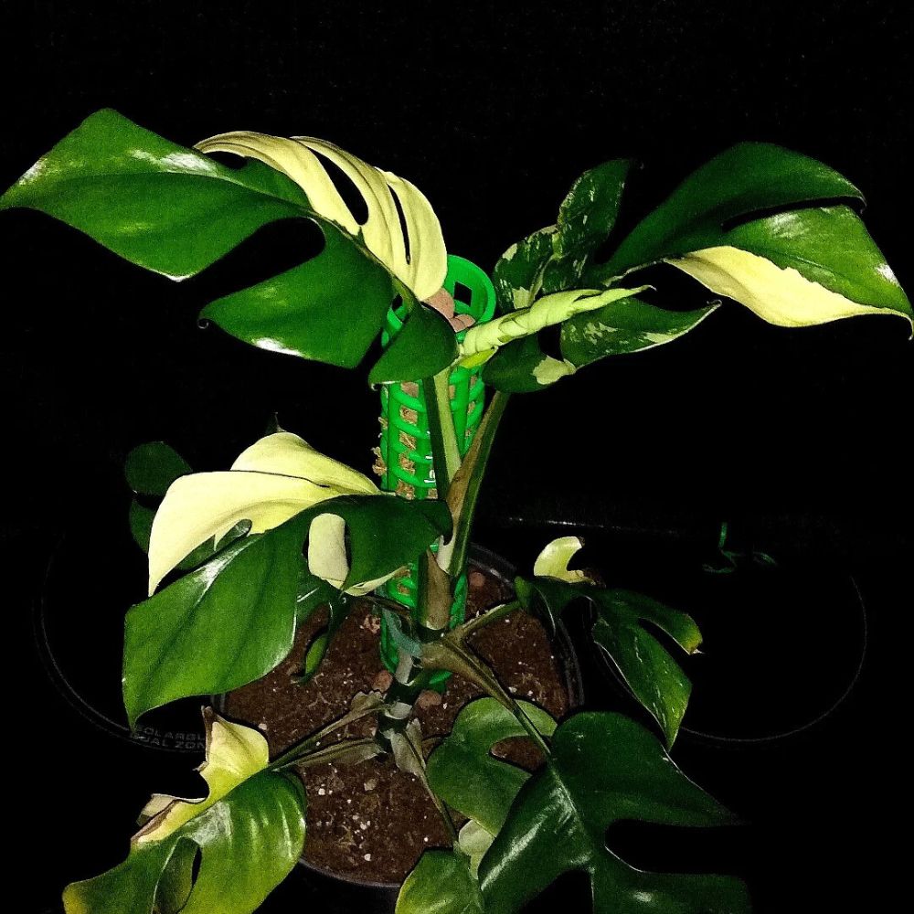 Rhaphidophora Tetrasperma Albo - one of the most expensive houseplants in the world and also a sought after plant