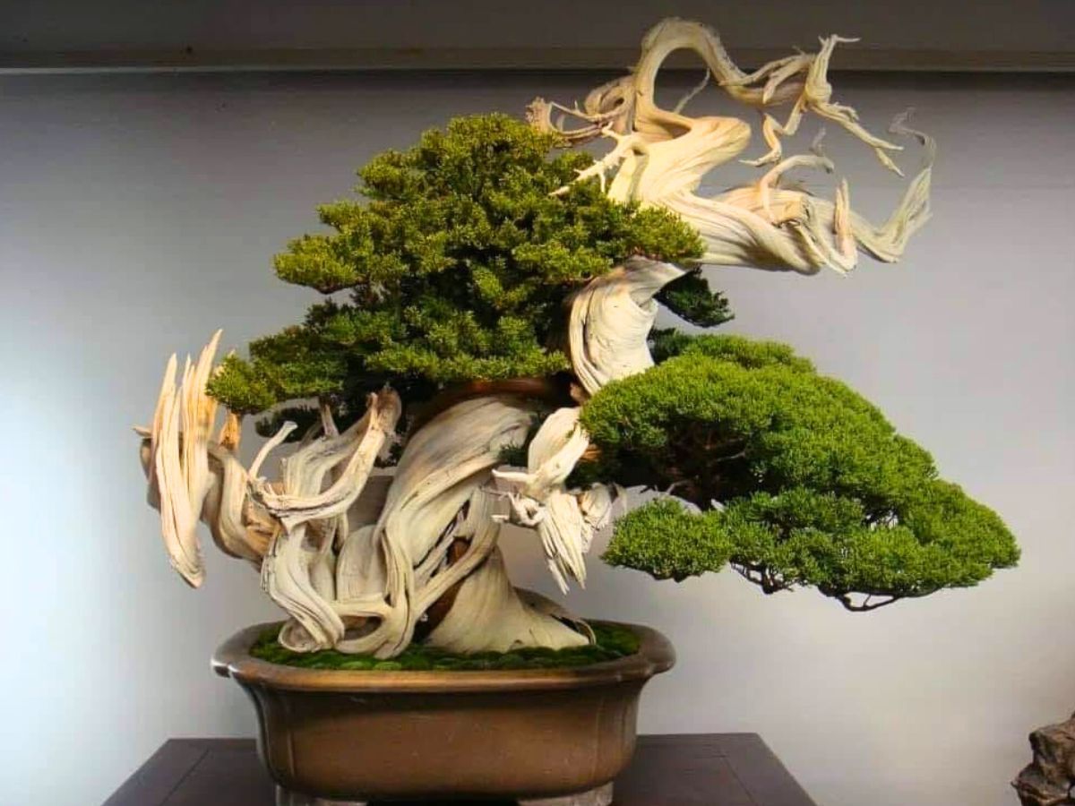 800 Year Old Bonsai Tree - Old bonsais are also among highly sought after plant among plant enthusiasts and are considered top among expensive house plants selling in range of million dollars