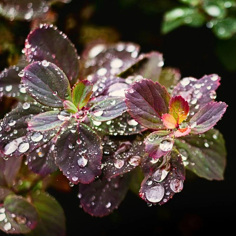 Why Plants Panic When it Rains
