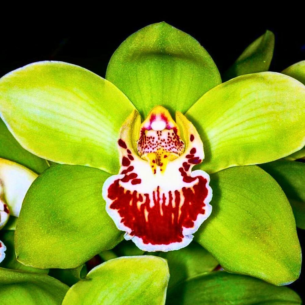 Shenzhen Nongke Orchid 