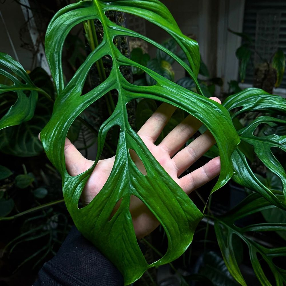 Monstera obliqua ‘Filamentous’ is a distinct form within the M. obliqua complex