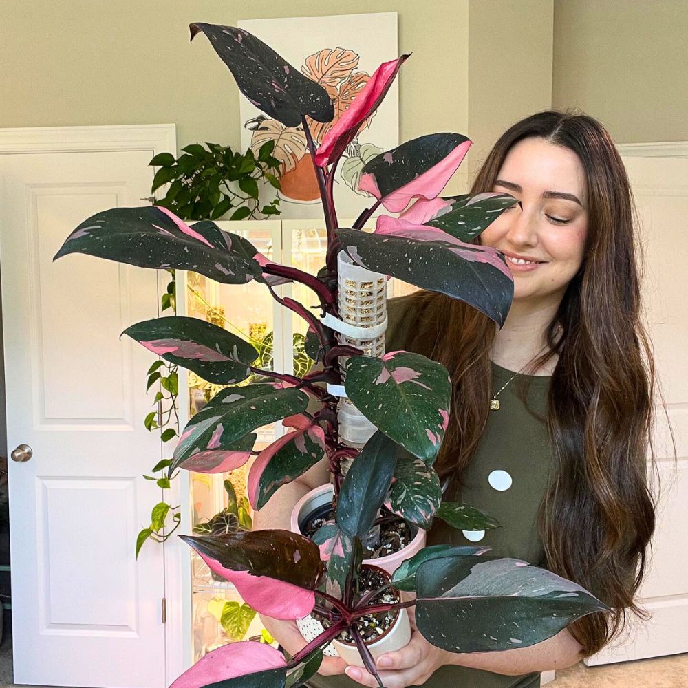 the dark green leaves of the favorite among tropical plants - Philodendron Pink Princess, blend of hot pink and glossy foliage is sufficient to rank it among favorites