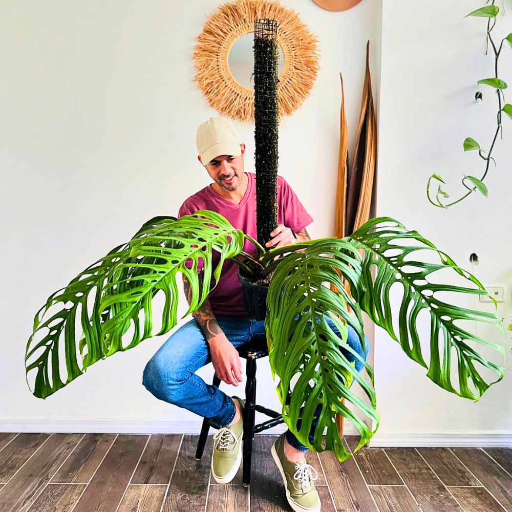 distinct foliage of Monstera Esqueleto give it a typical exotic look