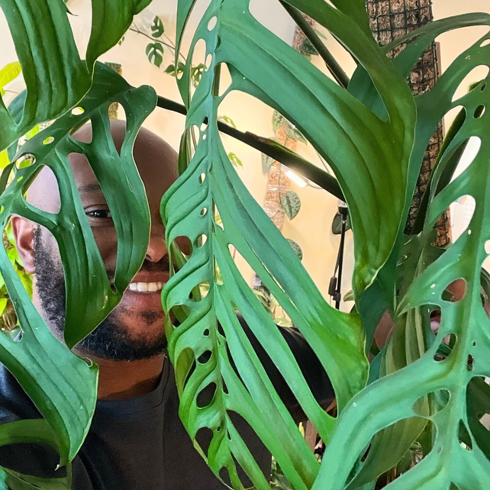 monstera Esqueletos - one of the most Expensive Houseplants