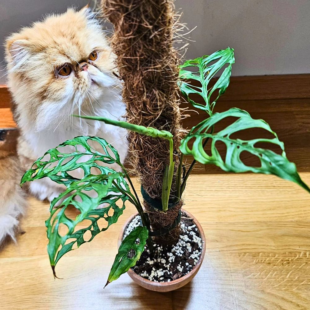 Expensive Houseplants