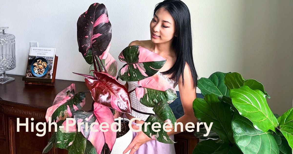 8 Most expensive houseplants in the world - Article on Thursd.com - Header Image