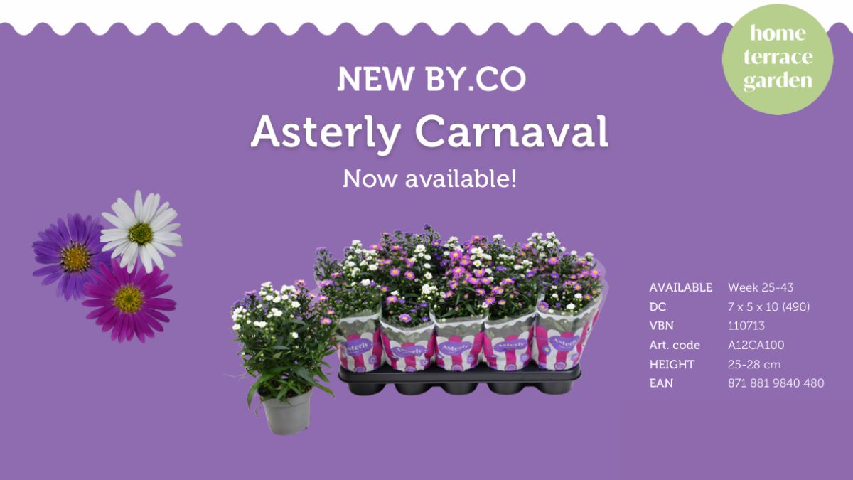 Asterly Carnaval by SV.CO
