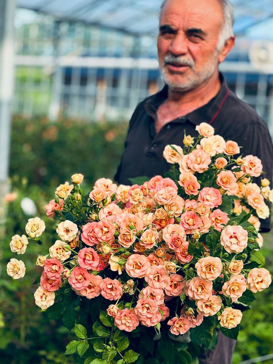 Roses Sustainable Initiatives in Floriculture