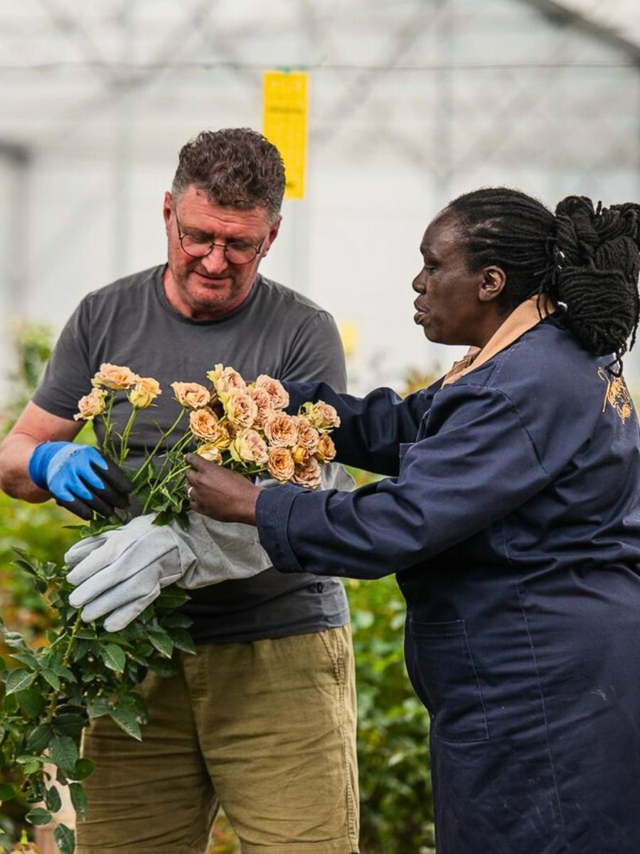 Tambuzi Roses Sustainable Initiatives in Floriculture