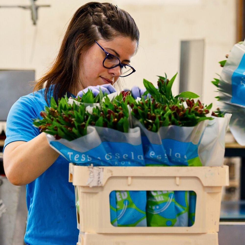 Alstroemeria packaging Sustainable Initiatives in Floriculture
