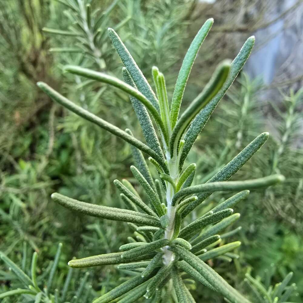 the oldest medicinal herbs rosemary the oldest medicinal herbs rosemary