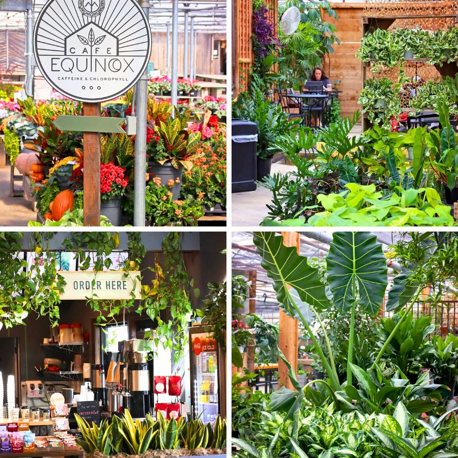 Cafe Equinox filled with plants Cafe Equinox filled with plants