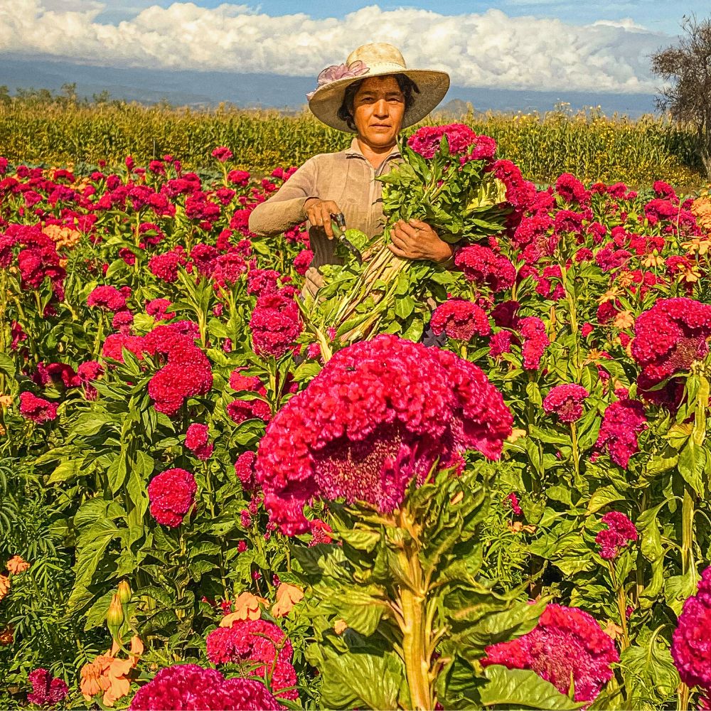 Celosia Sustainable Floriculture Initiatives and Practices