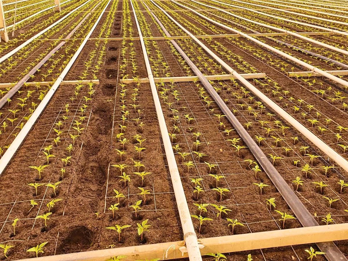 Young celosia plants recently transplated Young celosia plants recently transplated