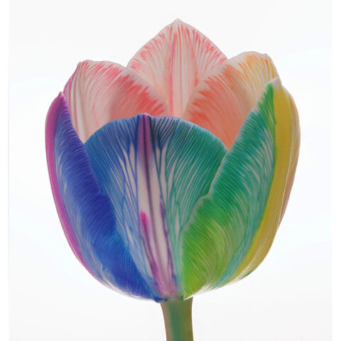 tulip rainbow on white background