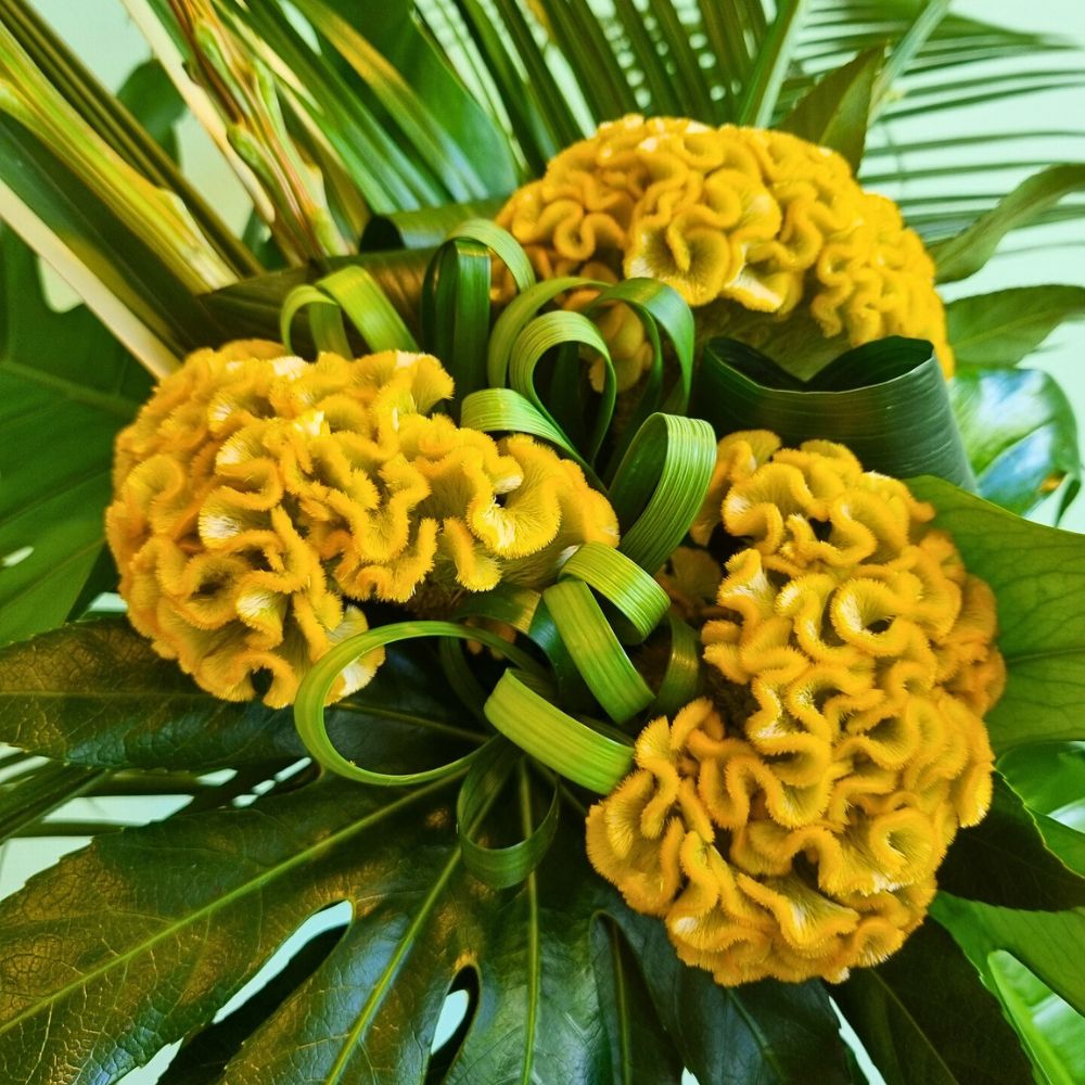 Celosia Reprise from the breeder Evanthia Seeds and Plants Celosia Reprise from the breeder Evanthia Seeds and Plants